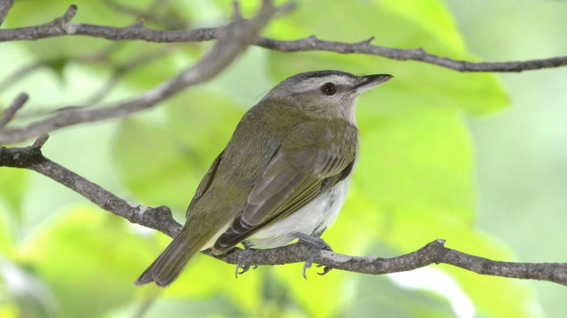 wildVireo-15-w-story.jpg